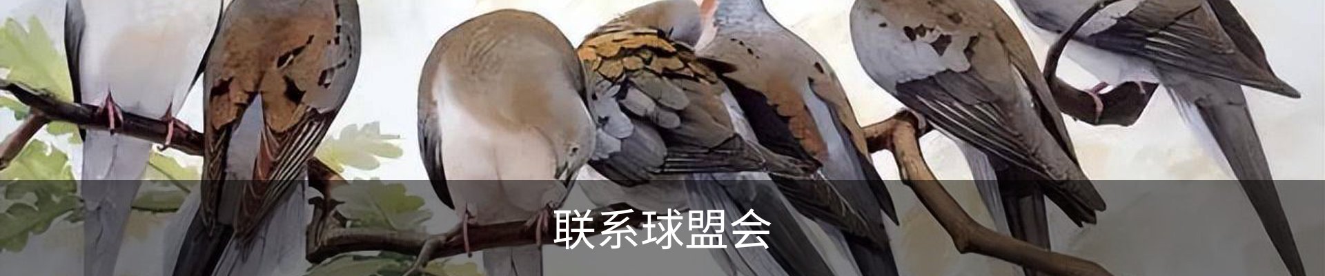 联系球盟会